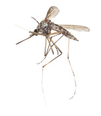 Mosquito isolated on a white background.