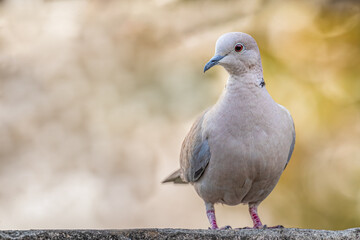 Collar Dove Eye to Eye