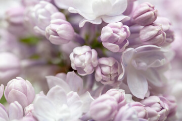 Lilac flowers on nature as a background.