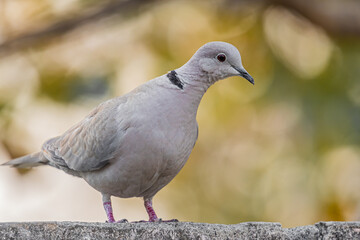 Collar Dove and its curiousty