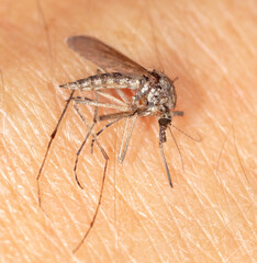 Close-up of a mosquito on human skin.