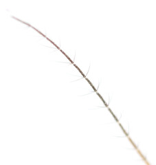 Antenna of a mosquito isolated on a white background.