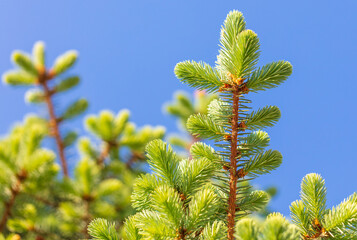 Green needles on coniferous branches