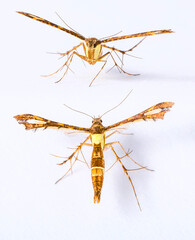 Tan and Brown Moth Lepidoptera on a white isolated background in Thailand South East Asia