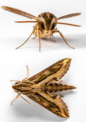 Tan and Brown Moth Lepidoptera on a white isolated background in Thailand South East Asia