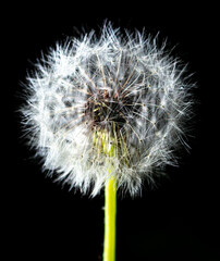 Close-up of a fluffy dandelion in nature.