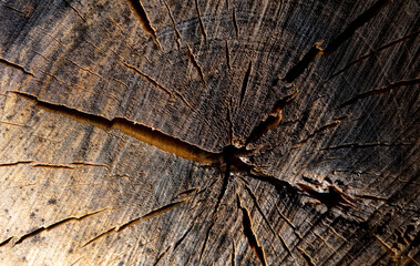 Felling of a tree as an abstract background.
