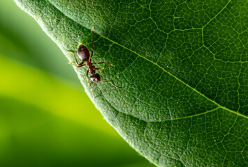 Close-up of an ant on a green leaf.