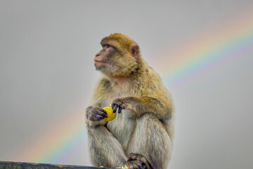Barbary Macaque from Gibraltar sits on a railing and eats an orange