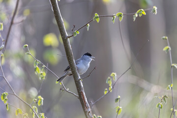 A blackcap sings in the forest on a branch against a blurred background