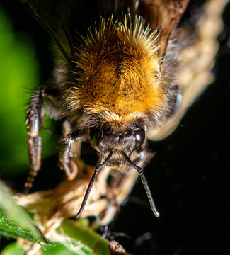 Hairy bee on a tree branch.