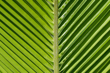 Coconut leaves ,Close Up nature view of green coconut leaf