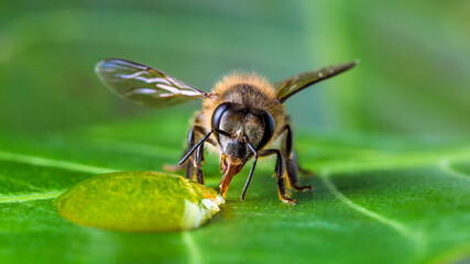 Bee on a leaf drinking honey