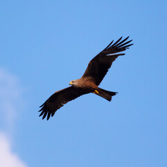 Eagle in flight against the blue sky.