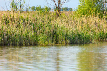 Green reeds near the water
