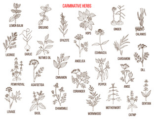 Fototapeta na wymiar Carminative herbs. Hand drawn vector set
