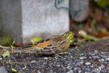 Yellowhammer sitting on the forest floor looking for food