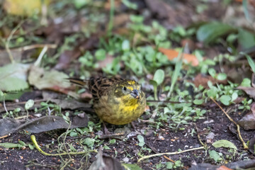 Yellowhammer sitting on the forest floor looking for food