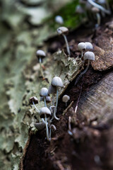 Small mushrooms on a tree trunk
