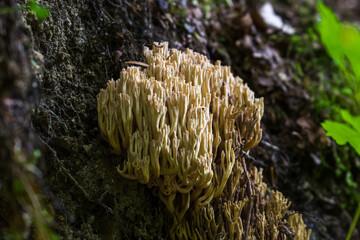 Small mushrooms on a tree trunk