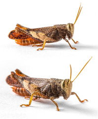 Cricket Grasshopper Caelifera Orthoptera Insecta in Thailand on an isolated white background