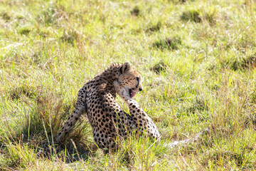 Cheetah grooming her coat in the Masai Mara