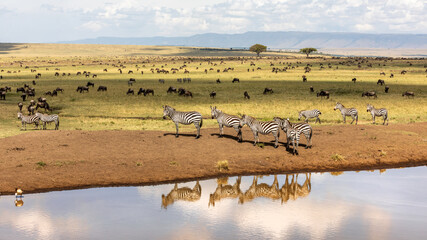 Fototapeta na wymiar A group of plains zebra reflected in a water hole in the Masai Mara, Kenya
