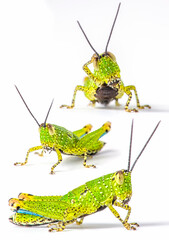 Cricket Grasshopper Caelifera Orthoptera Insecta 