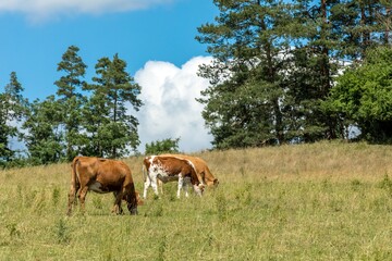 Cows grazing on a green field, Czech Republic. Summer grazing. Cattle breeding.