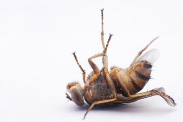 Close up to dead fly isolated on a white background. 