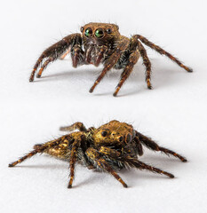Salticidae Jumping Spider on Clear white background isolated subject in Thailand