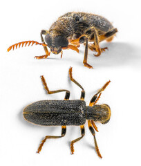 Beetle Orange and Black Entomology Close up macro detail on a white background with copy space