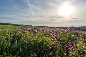 poppy flowers field in sunshine