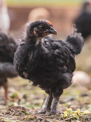 Portrait of a little chicken on the farm.