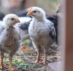 Portrait of a little chicken on the farm.