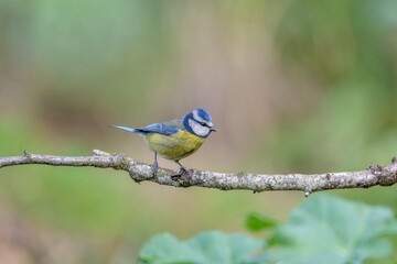 Eurasian Blue tit (Cyanistes caeruleus) small blue and yellow bird © SGR Photography