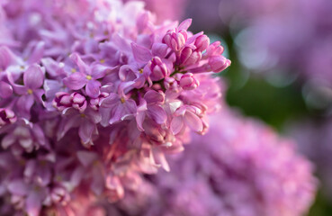 Beautiful lilac flowers in nature.