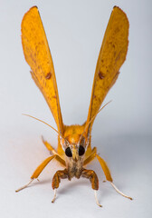Moth Lepidoptera on a white isolated background in Thailand South East Asia