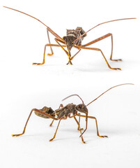 long nosed insect cleaning itself Entomology Close up macro detail on a white background with copy space