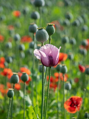 poppy flowers and poppy heads in sunshine
