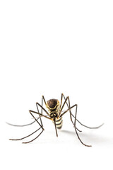 Mosquito Culicidae Macro Close Up on an isolated white background Aedes albopictus Stegomyia...