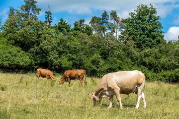 Naklejka na ściany i meble Cows grazing on a green field, Czech Republic. Summer grazing. Cattle breeding.