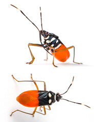 Red Orange Yellow Bug Entomology Close up macro detail on a white background with copy space
