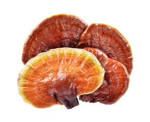 Ganoderma Lucidum Isolated on white background.Selective focus.