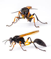 Sceliphron Mud Dauber Wasp on a white isolated background