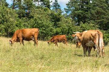 Cows grazing on a green field, Czech Republic. Summer grazing. Cattle breeding.