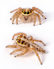 Spider on white background isolated subject in Thailand