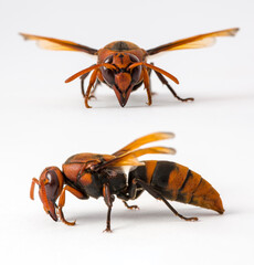 Rhynchium Quinquecinctum Potter Wasp on a white isolated background macro micro close up detail nature side view and front view portrait two angles
