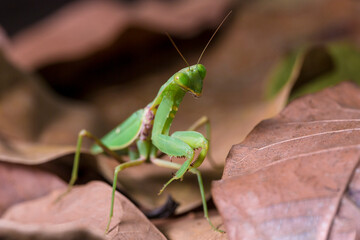 Bright Green Preying Mantis Mantid Mantises Mantidae Mantodea on dead autumn brown leaves in the jungles of Thailand, macro micro close up