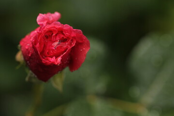 una rosa rossa con la pioggia